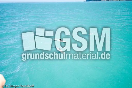 Hector-Delfin (13 von 15).jpg